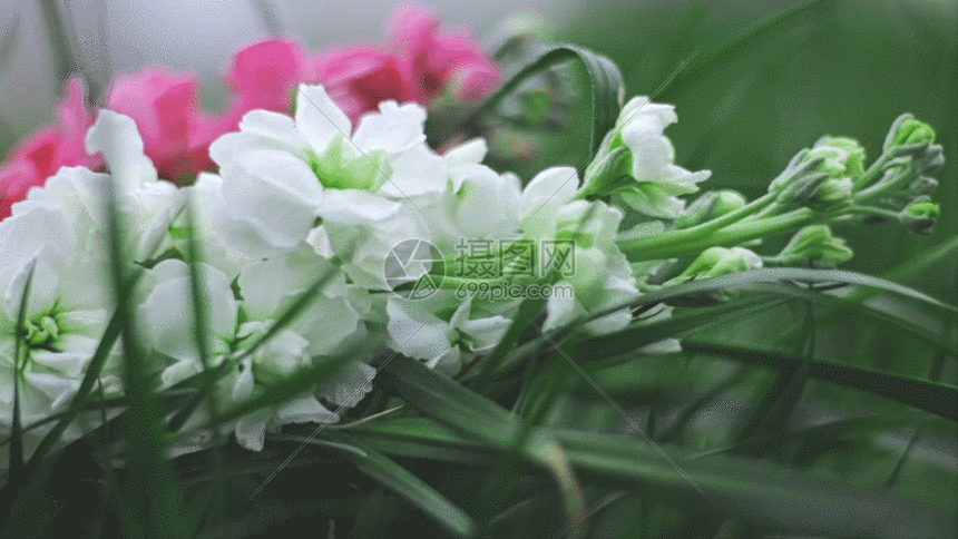 红白色紫罗兰鲜花实拍jig动图图片-正版gif素材-摄