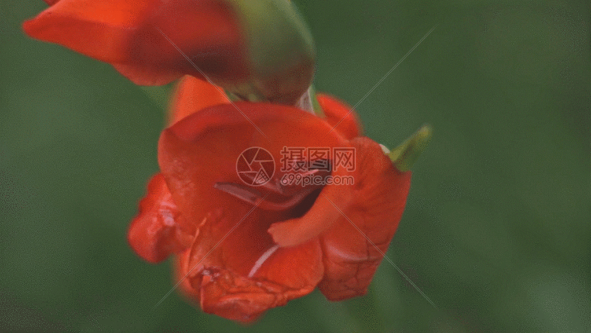 gif动图 实景动图  美丽唐菖蒲gif.
