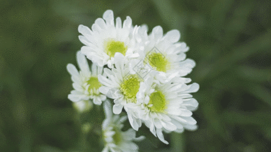 春天小雏菊背景小雏菊鲜花GIF高清图片