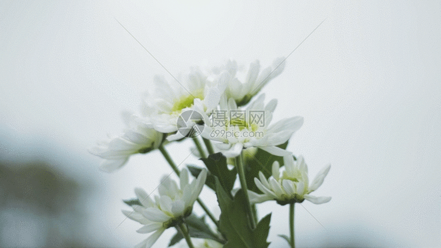 白色小雏菊GIF图片