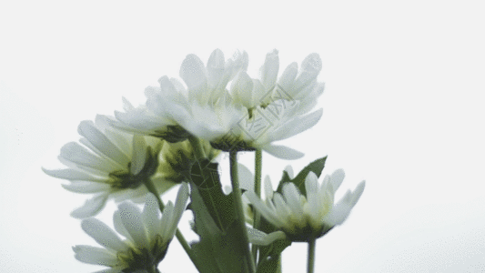 春天小雏菊背景小雏菊 GIF高清图片