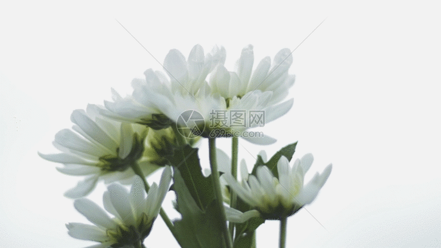 gif动图 实景动图  小雏菊 gif.gif 860_484