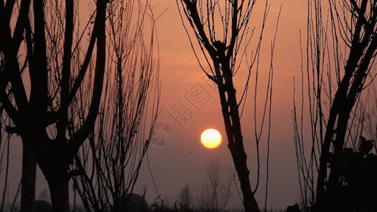 夕阳下的行人树木剪影GIF图片