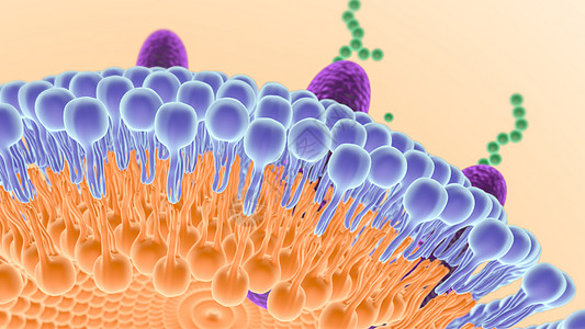 细胞膜结构图片
