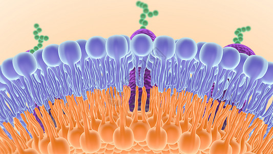 细胞膜结构图片