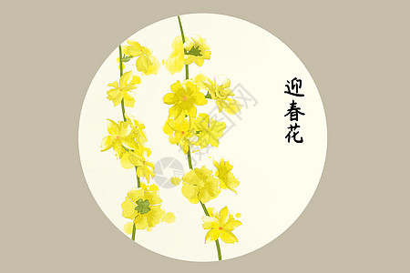 迎春花插画背景图片