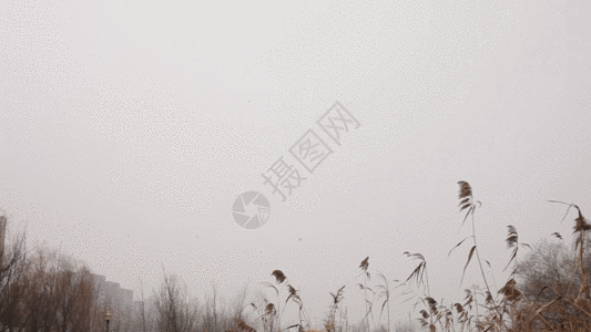 冬天湖边枯萎的芦苇GIF图片