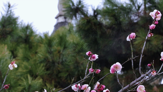 红梅花GIF图片