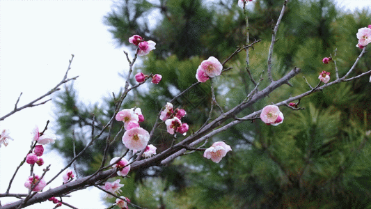 绽放梅花GIF高清图片