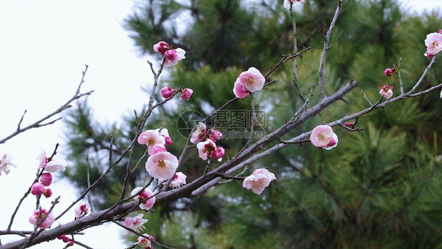 绽放梅花gif动图图片-正版gif素材401104830-摄图网
