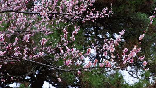盛开的梅花GIF图片