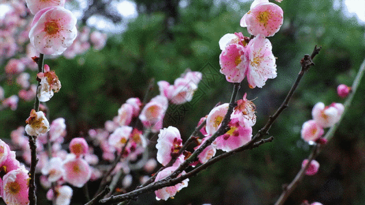 花卉特写梅花特写GIF高清图片