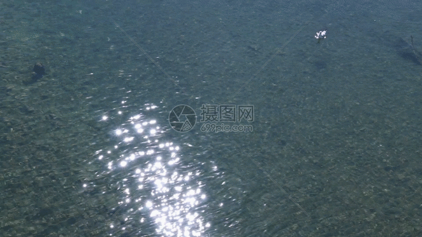 高原水鸟GIF图片