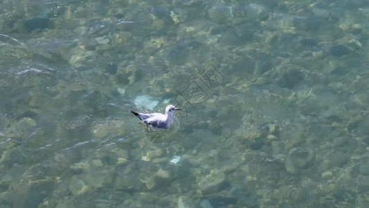 水鸟GIF图片