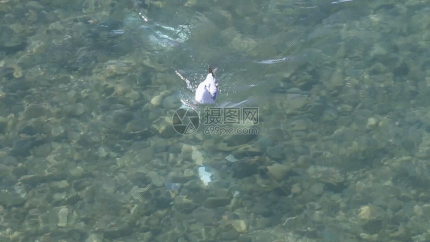 水鸟戏水gif动图图片-正版gif素材401105641-摄图网