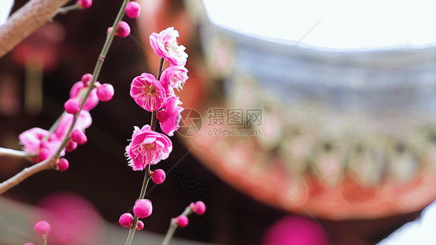 梅花gif动图图片-正版gif素材401105669-摄图网