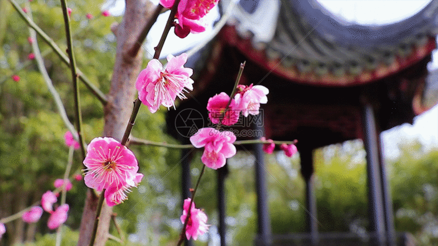 红梅花gif id:401105674 成为gifvip即可享受