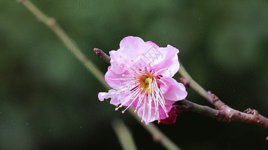 花剪风吹一剪寒梅GIF高清图片