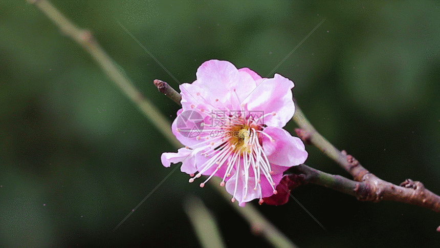 风吹一剪寒梅gif