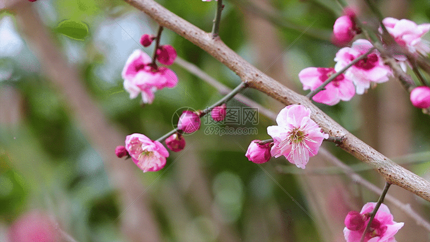 风吹一剪寒梅 唯美漂亮gif