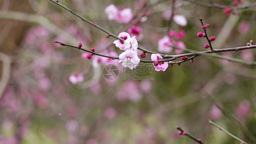 寒梅gif动图图片-正版gif素材401105694-摄图网