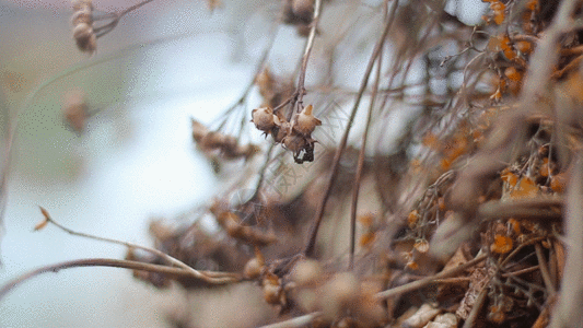 植物花苞种子GIF高清图片