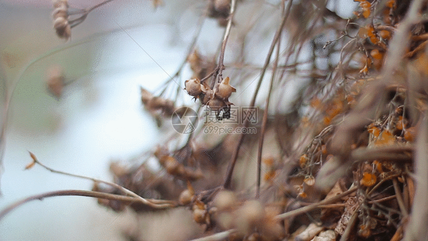 植物花苞种子GIF图片