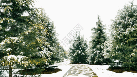 雪景松树GIF图片