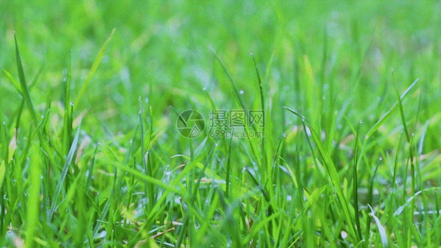 唯美清新雨后小草gif动图图片-正版gif素材401107775