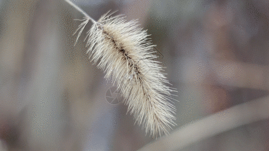 枯黄的狗尾巴草gif图片素材