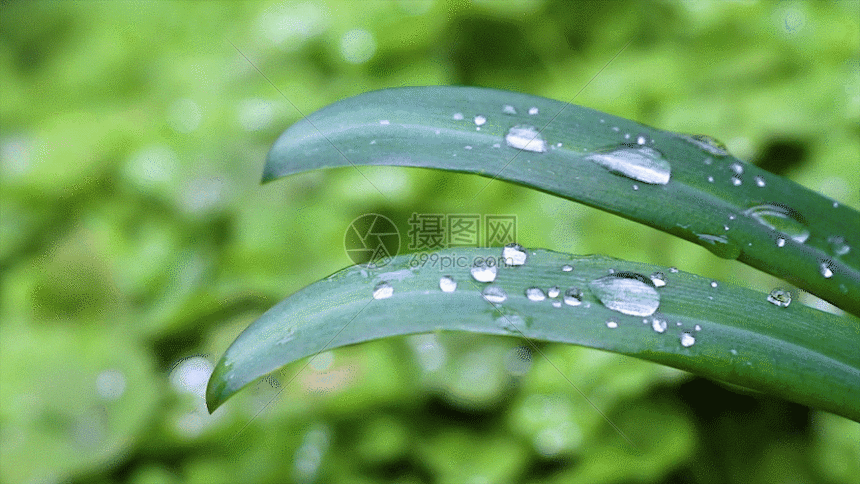 小草gif动图图片-正版gif素材401111735-摄图网