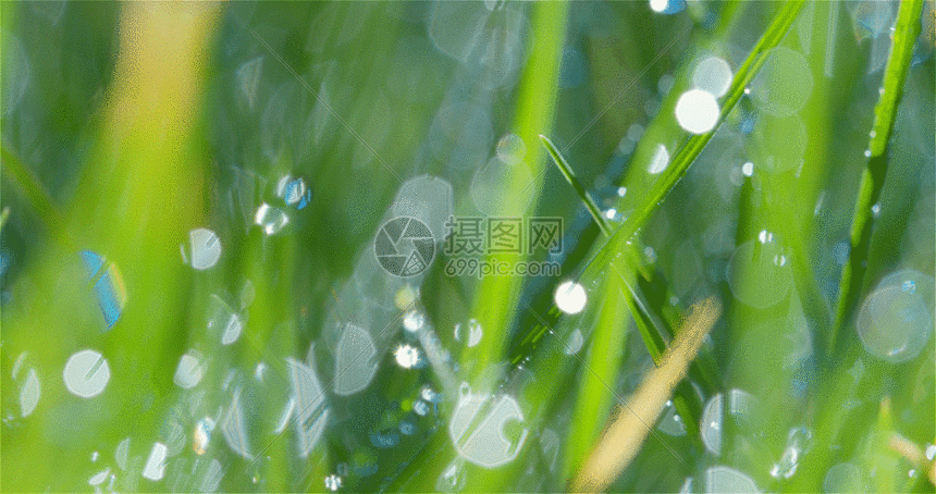 清晨的露珠水滴gif