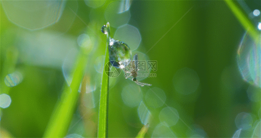 清晨的露珠水滴小昆虫gif