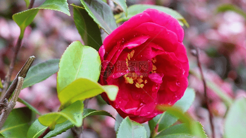 山茶花gif动图图片-正版gif素材401112082-摄图网