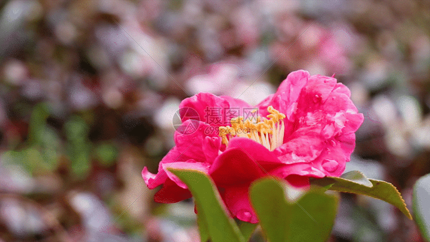 美丽的花朵GIF图片