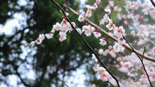 樱花瓣梅花GIF高清图片