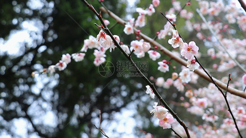 梅花gif动图图片-正版gif素材401112429-摄图网