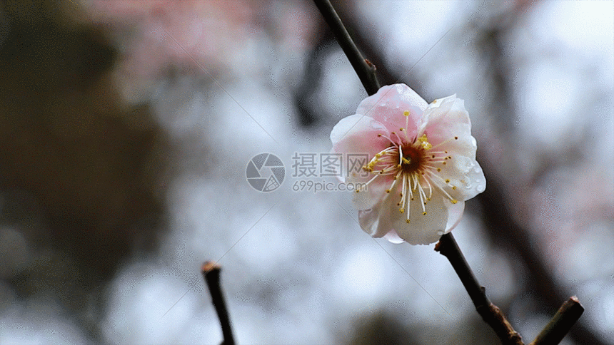 白梅gif动图图片-正版gif素材401112437-摄图网