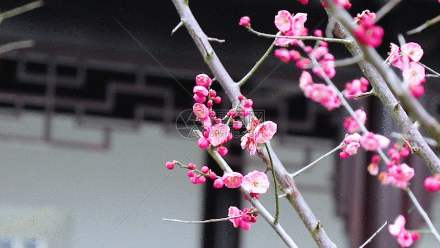 授权限制暂无 版权所有摄图网 版权证书 授权方式vrf授权 格式:gif