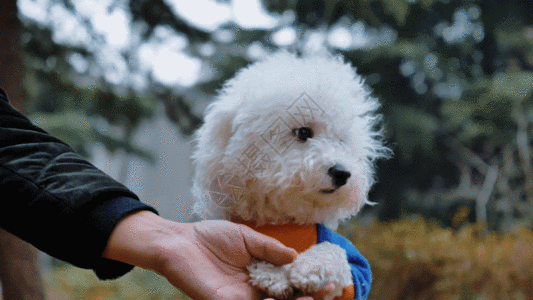 小狗的视频素材GIF高清图片