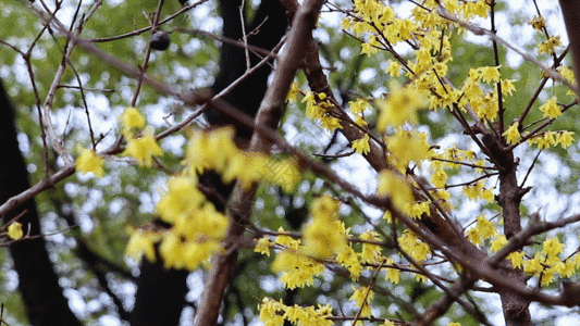 百花深处百花绽放迎春花GIF高清图片