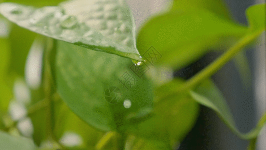 绿萝-绿叶水滴滴落实拍GIF图片