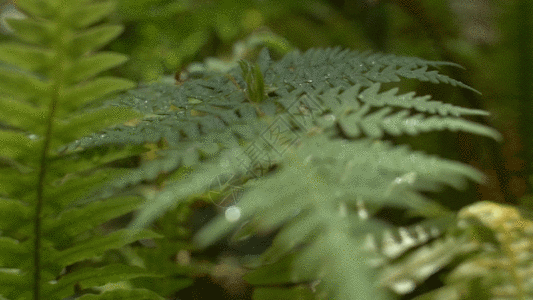 露水绿色野草GIF高清图片