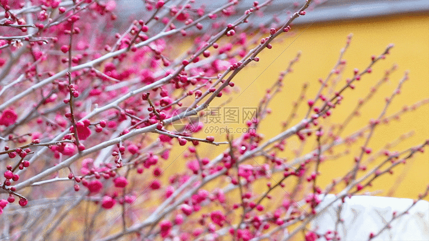 梅花gif动图图片-正版gif素材401113007-摄图网