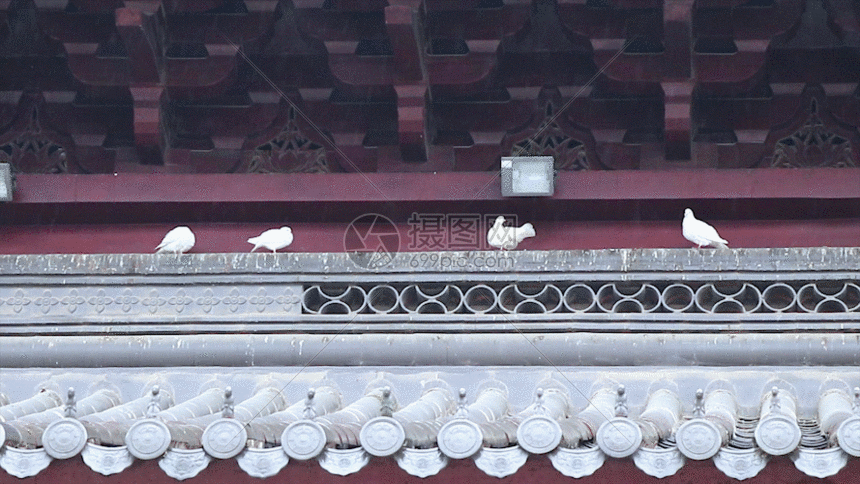 gif动图 实景动图  寺院和平鸽gif.gif