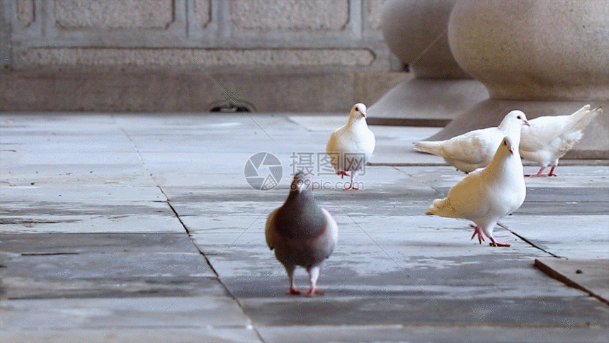 白鸽gif