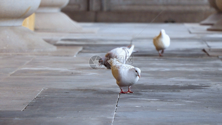 白鸽gif动图图片-正版gif素材401114139-摄图网