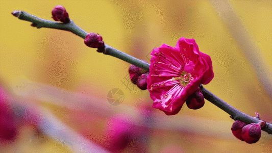 梅花香自苦寒来GIF高清图片