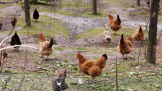 南方农村农村散养鸡GIF高清图片