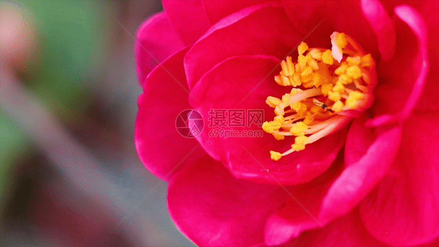 花茶花gif动图图片-正版gif素材401114413-摄图网